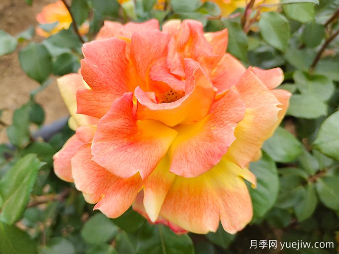 中國(guó)十大名花，誰(shuí)是你心中***美的花(圖1)