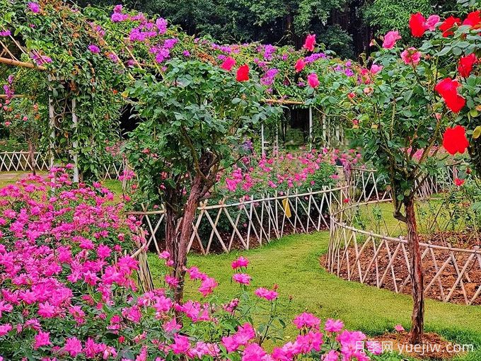 南寧南湖公園，萬(wàn)株月季驚艷綻放，打卡冬日絕美盛景(圖2)