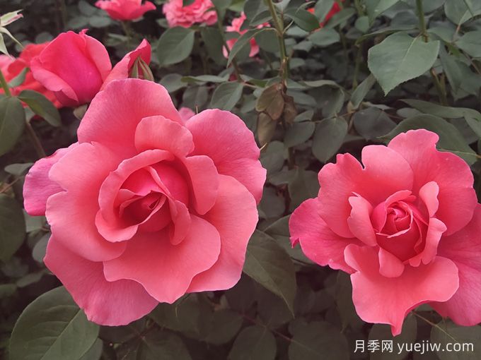 南寧市南湖公園開展園藝萬(wàn)花筒之與月季約"繪"吧科普活動(dòng)(圖1)