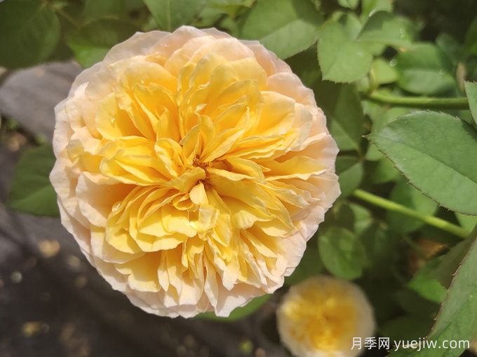 堪稱世界上***貴的花，你能買上幾枝？(圖1)