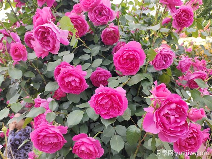 爬藤月季受寵，打造庭院浪漫花墻(圖2)