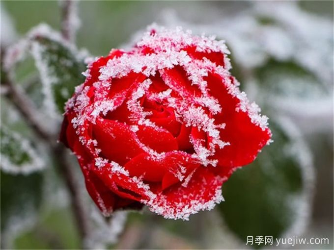 做好這些準(zhǔn)備，月季冬剪事半功倍(圖1)