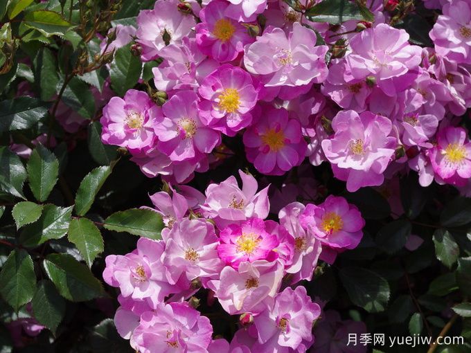 月季推薦，薰衣草之夢(mèng)月季(圖1)
