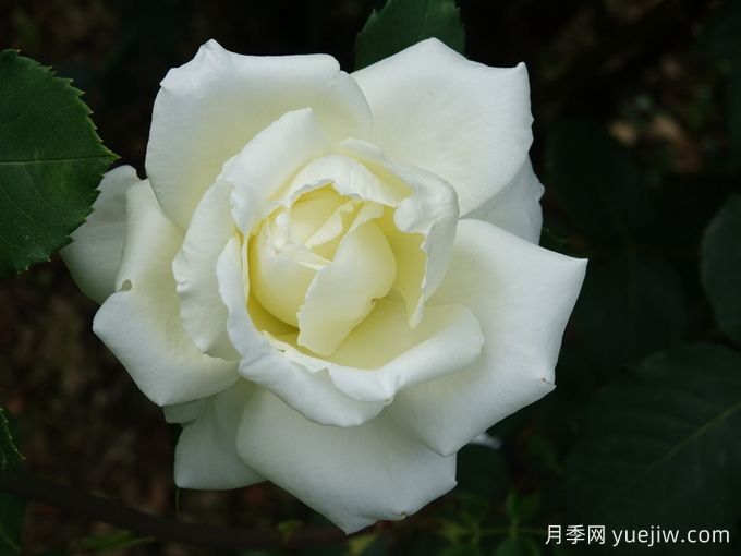 月季推薦，白色圣誕月季(圖1)