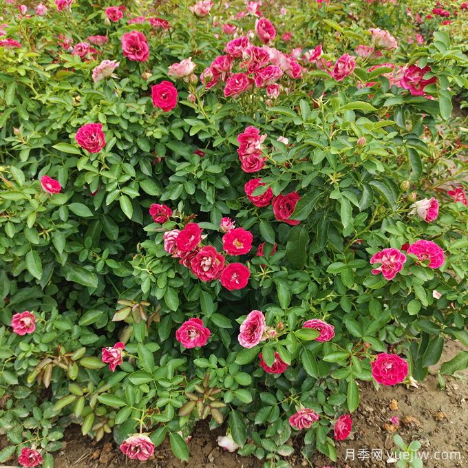 如何在干旱地區(qū)成功種植喬灌木？(圖2)