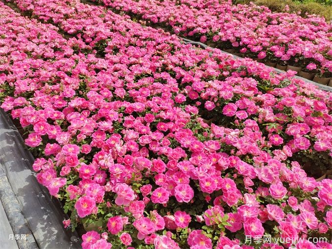 600種園林植物配置大全，分類特征匯集(圖1)