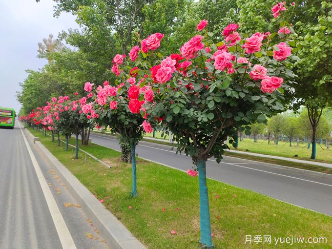 600種園林植物配置大全，分類特征匯集(圖2)