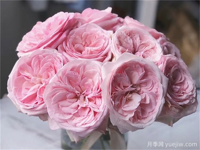 有香味的玫瑰花有哪些品種？(圖1)