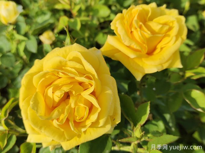 如何快速識(shí)別玫瑰、薔薇與月季(圖2)
