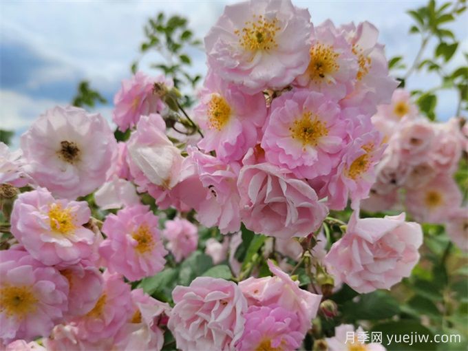 如何快速識(shí)別玫瑰、薔薇與月季(圖3)