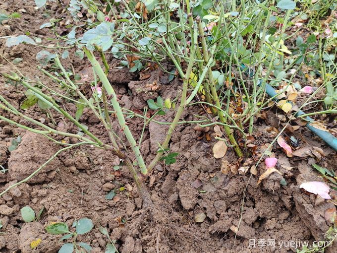月季裸根苗種植時間？盆栽和地栽種植方法(圖3)