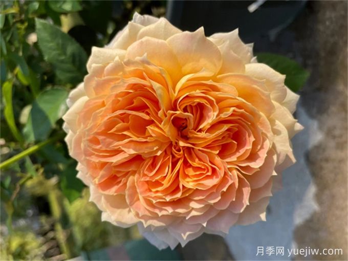 焦糖古董月季，花大如碗，又美又香，多季開花(圖1)