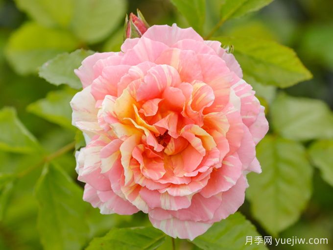 三大色系15個優(yōu)秀藤本月季品種盤點(圖6)