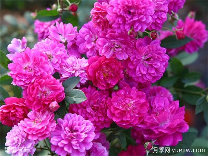 適合陽(yáng)臺(tái)盆栽的微月，推薦7個(gè)品種(圖2)
