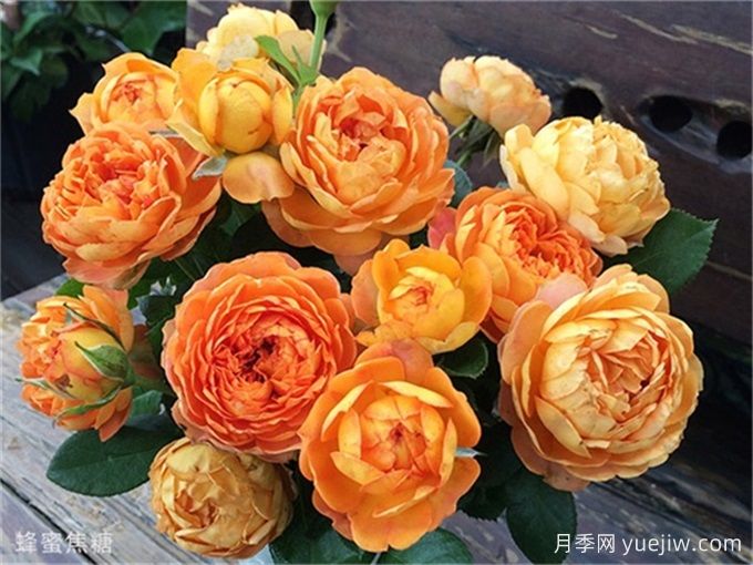 蜂蜜焦糖月季的優(yōu)缺點(diǎn)和養(yǎng)護(hù)辦法     (圖1)