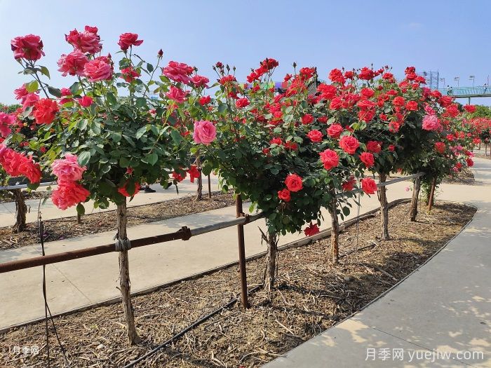 什么是綠化養(yǎng)護(hù)的精細(xì)化管理？(圖1)