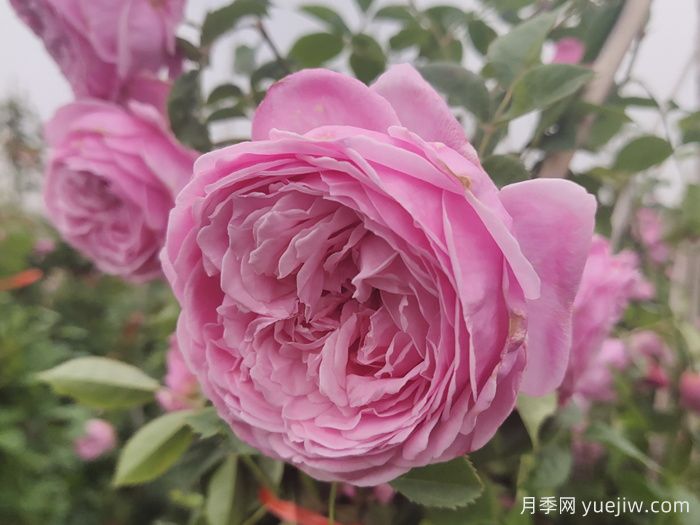 推薦13款香水月季品種，香味濃郁是真香(圖6)