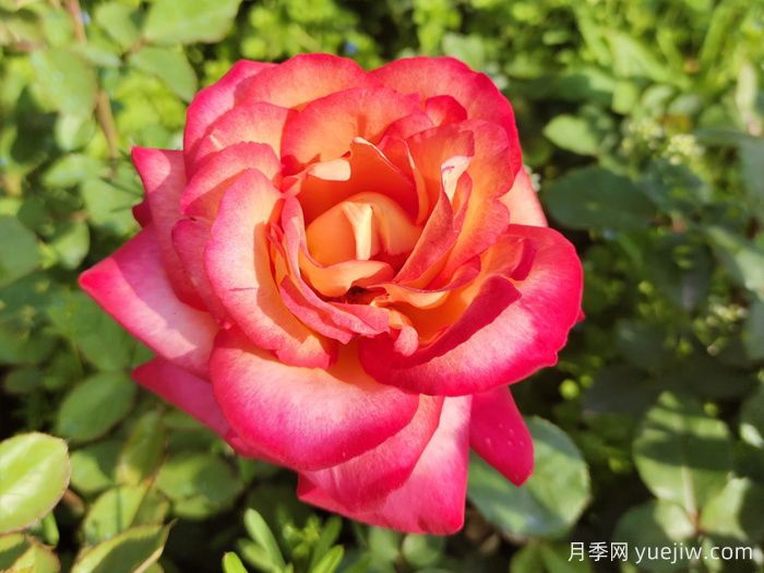 暢游南陽，認(rèn)識名品大花月季(圖3)