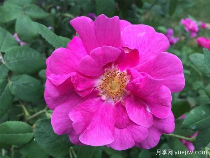 推薦高抗病的18款月季品種，必須收藏(圖1)