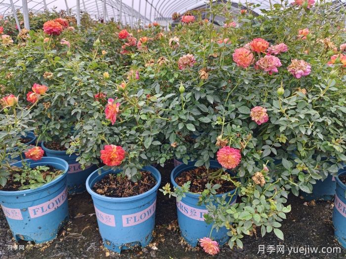 冬天要把月季花的葉子全部剪掉嗎？(圖1)