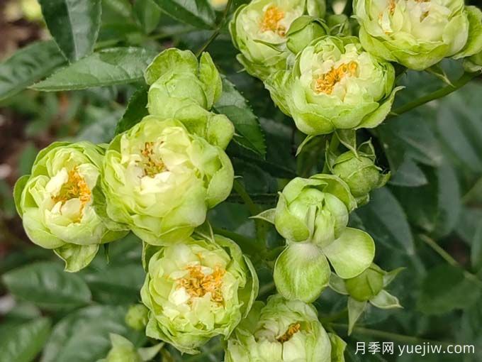月季推薦，?？巳R爾月季(圖1)