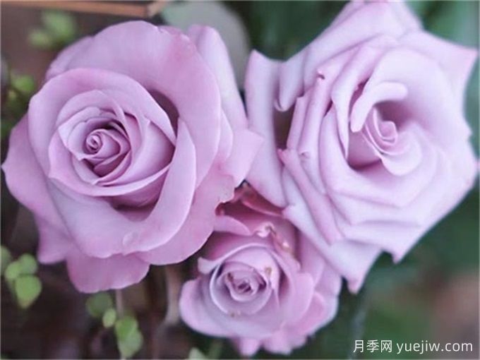 月季推薦，海洋之歌月季(圖1)