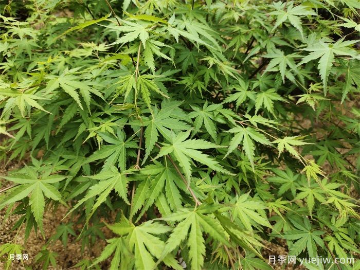 植物中的變色龍，雞爪槭(圖1)