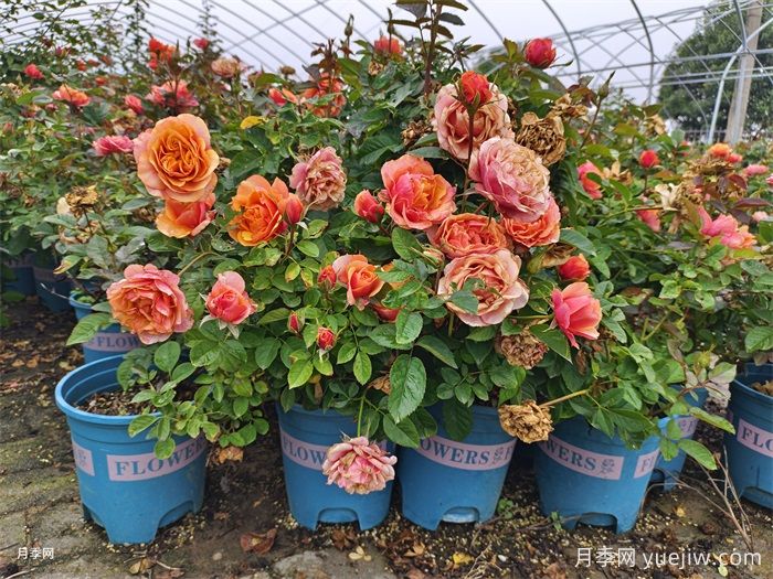 一般花友不敢養(yǎng)月季的3個(gè)原因(圖1)