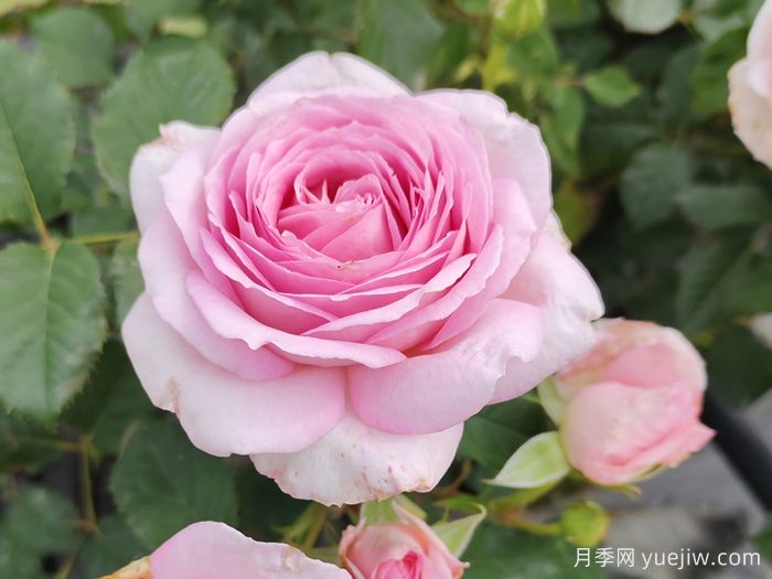 為10區(qū)花友問一下，有跟粉龍差不多的月季品種嗎？(圖2)