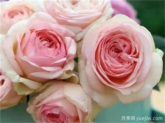 為10區(qū)花友問一下，有跟粉龍差不多的月季品種嗎？(圖6)