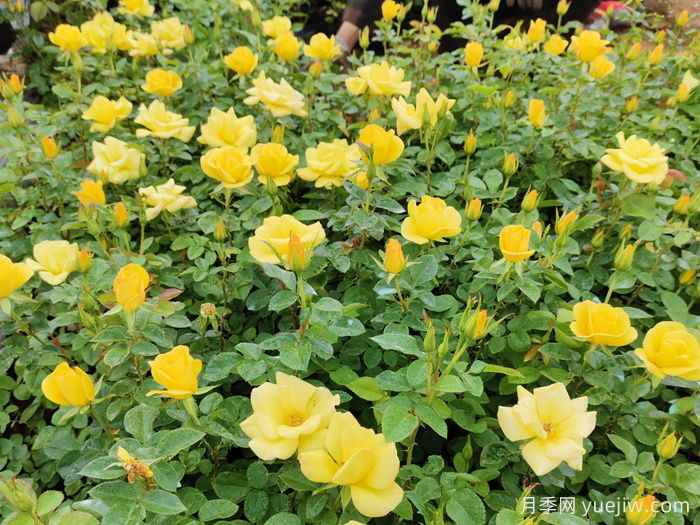 月季花苞太少怎么辦？不聽話，剪它幾下！(圖2)