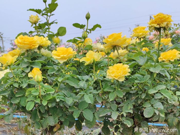 養(yǎng)月季摘芽和抹芽的區(qū)別？該如何做？(圖1)