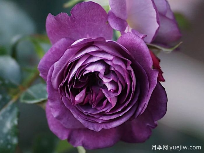 月季推薦，圣十字軍月季(圖1)