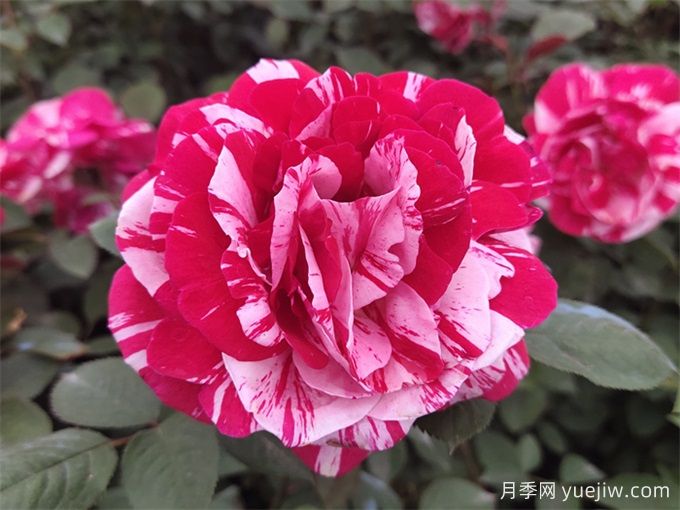 大花月季開花時間長嗎？(圖1)