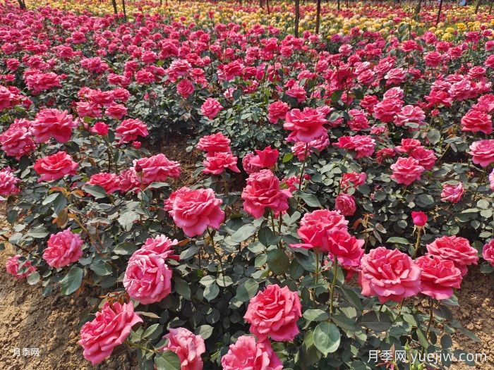 月季一年開花次數(shù)？月季花期時(shí)間？(圖1)