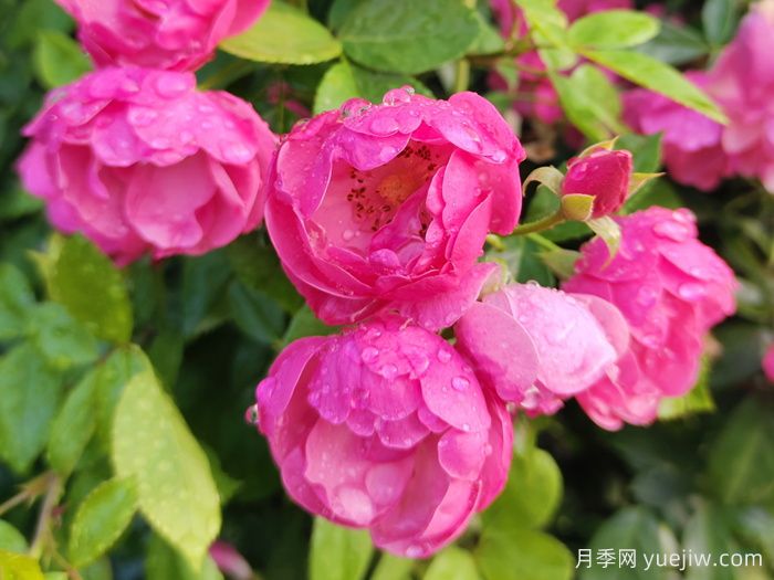 陽(yáng)臺(tái)露臺(tái)盆栽月季栽培攻略(圖3)