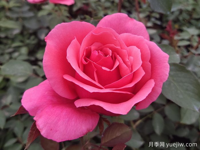 陽(yáng)臺(tái)露臺(tái)盆栽月季栽培攻略(圖2)