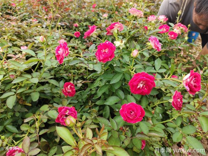 盆栽月季怎么養(yǎng)多開花？(圖1)