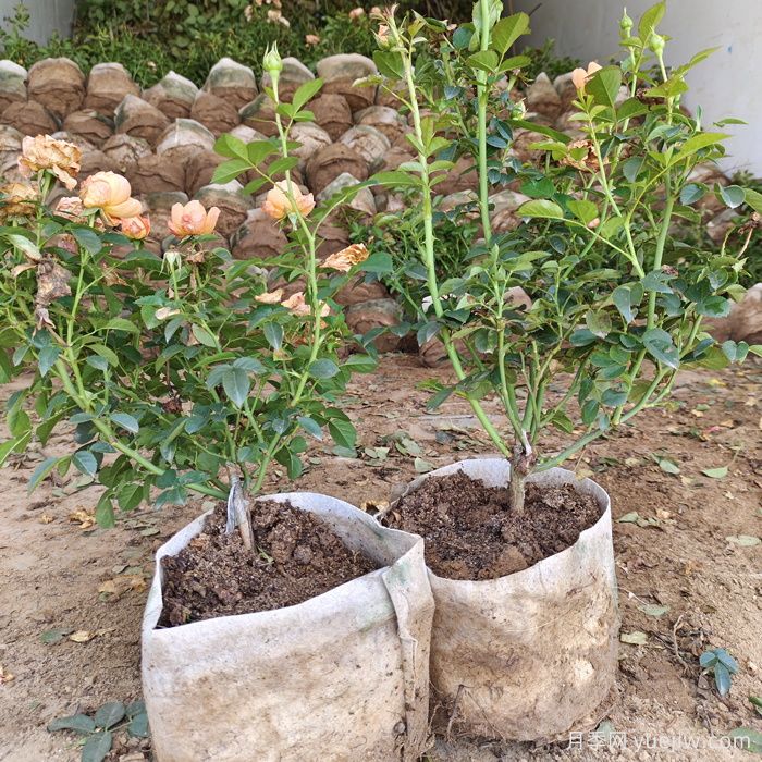 盆栽月季花怎么從小苗養(yǎng)大開花？(圖1)