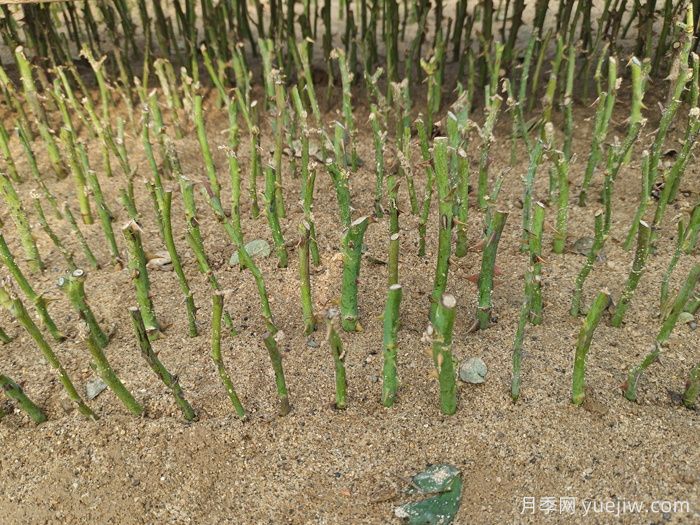 盆栽月季怎么種？(圖2)