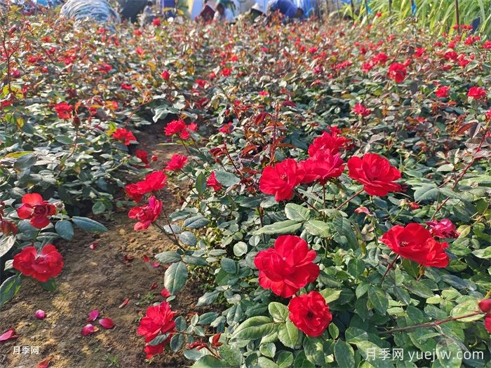 盆栽月季怎么養(yǎng)長(zhǎng)得好？讓月季花快速爆盆的幾點(diǎn)(圖1)