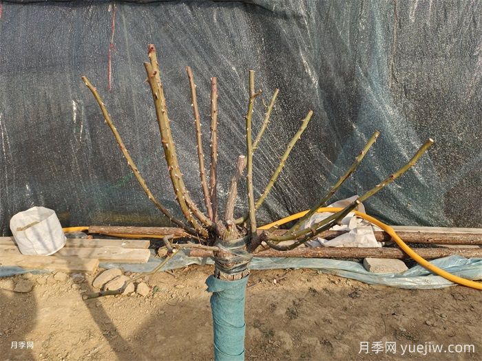 長(zhǎng)勢(shì)不良的盆栽月季，冬剪之后開花效果超好(圖2)