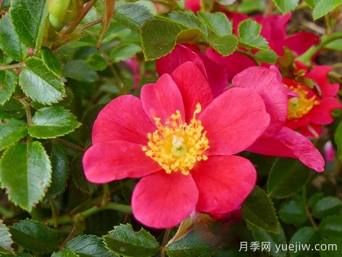 哈德?？≡录?赫特福德郡(圖1)