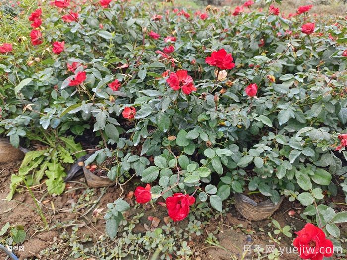 連續(xù)雨天如何給盆栽月季施肥？(圖1)