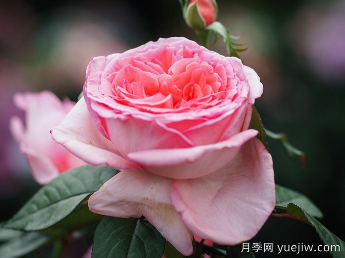 花宮娜月季，沒(méi)有缺點(diǎn)，又美又仙，抗病又勤花(圖2)
