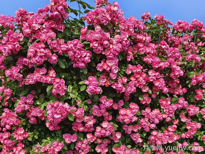 月季花開艷滿城，淮安匠心打響市花月季品牌(圖2)