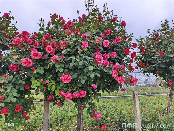 月季花開艷滿城，淮安匠心打響市花月季品牌(圖3)