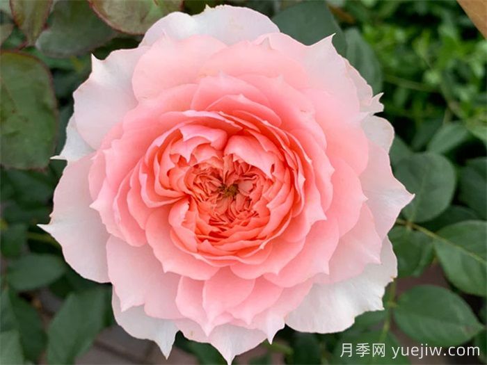 莫妮卡戴維月季，美如仙女，顏值極高(圖1)