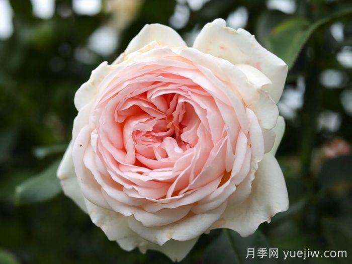 香檳美酒月季，超高顏值勤花芳香(圖1)