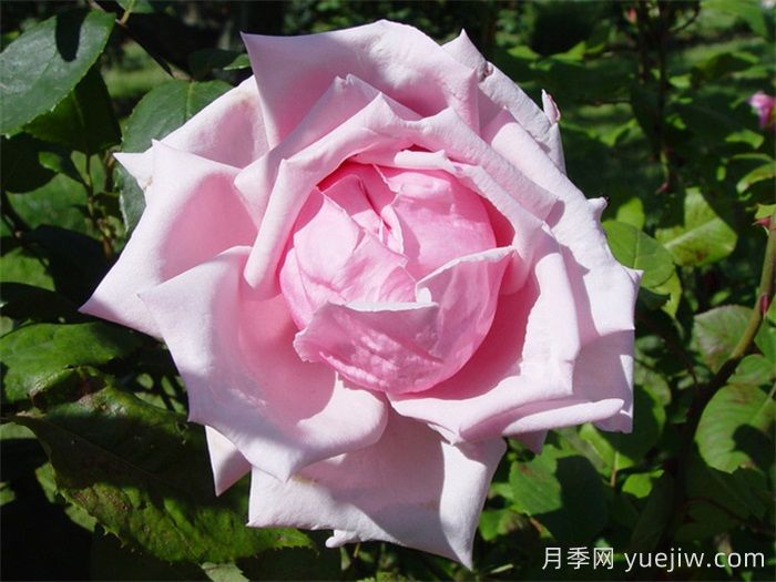法蘭西月季(France)，世界**個雜交茶香現(xiàn)代月季(圖1)